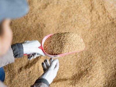 Confident woman owner of dairy farm checking quality of soybean husk animal feed for dairy cattle in farm storage area
