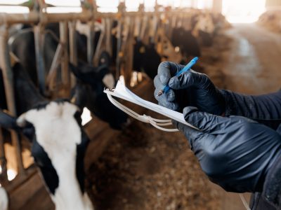 Farmer uses checklist to monitor health of cows, farm livestock industry. Vet doctor control milk yield indicators, food ration, data insemination.